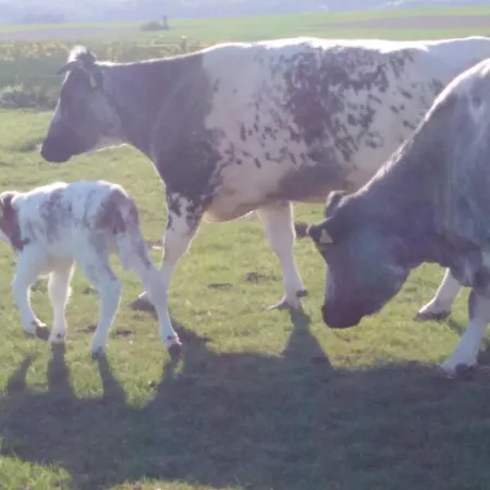 Σπίτι διακοπών Cilla *