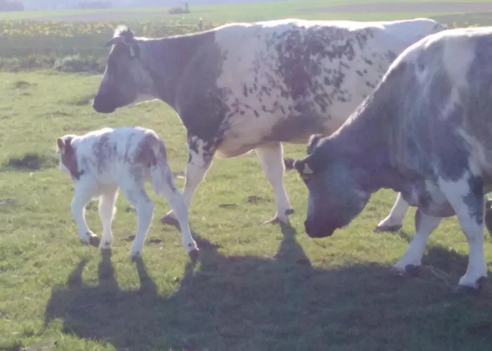 Semesterbostad Cilla *